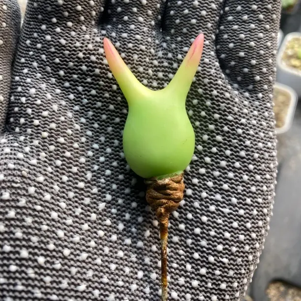 多肉植物 直播间自助链接2号 注意别错拍