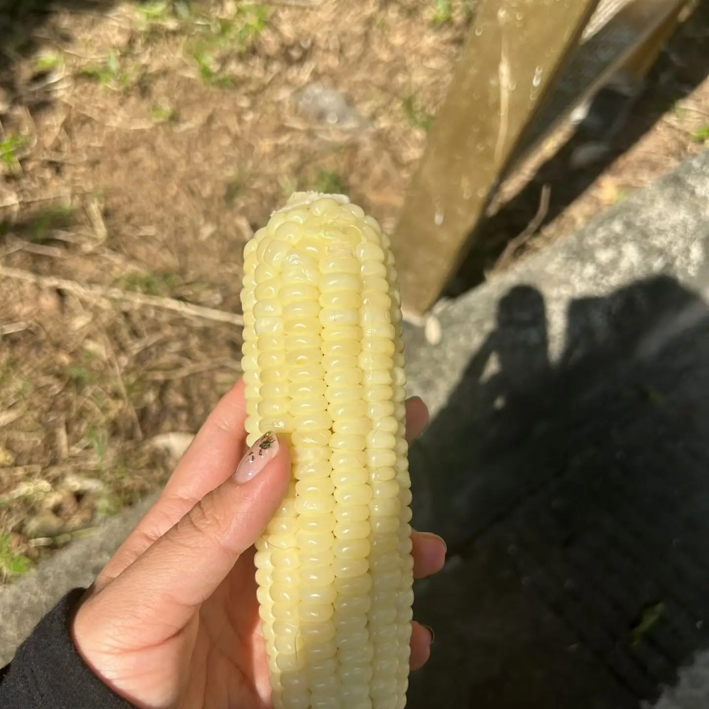 西双版纳拇指玉米远古的傣族老味道