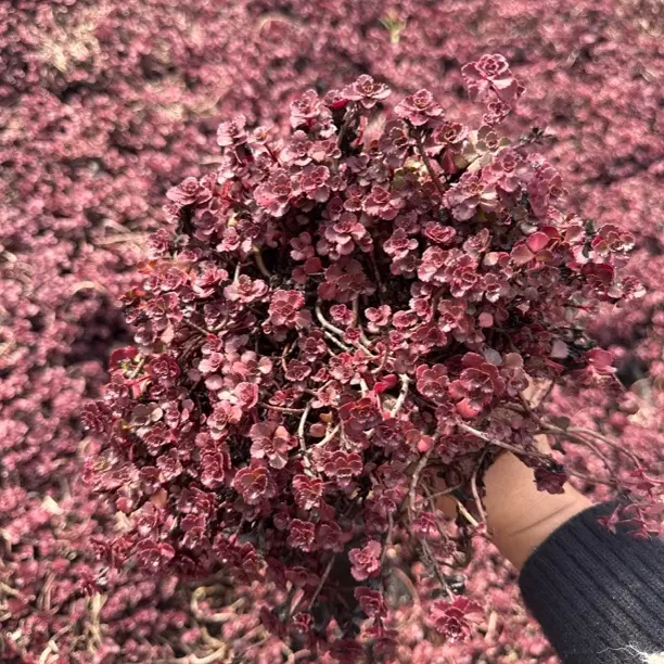 小球玫瑰好养易活多肉植物室内外绿植盆栽云南多肉基地直发