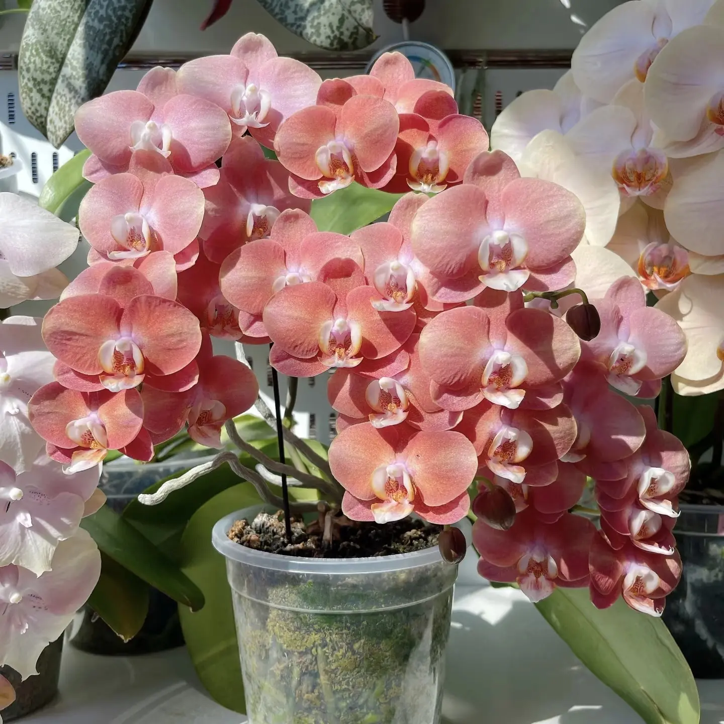 【鲑鱼】蝴蝶兰苗3.5寸杯 双花剑发货 复古渐变色(正常根系)