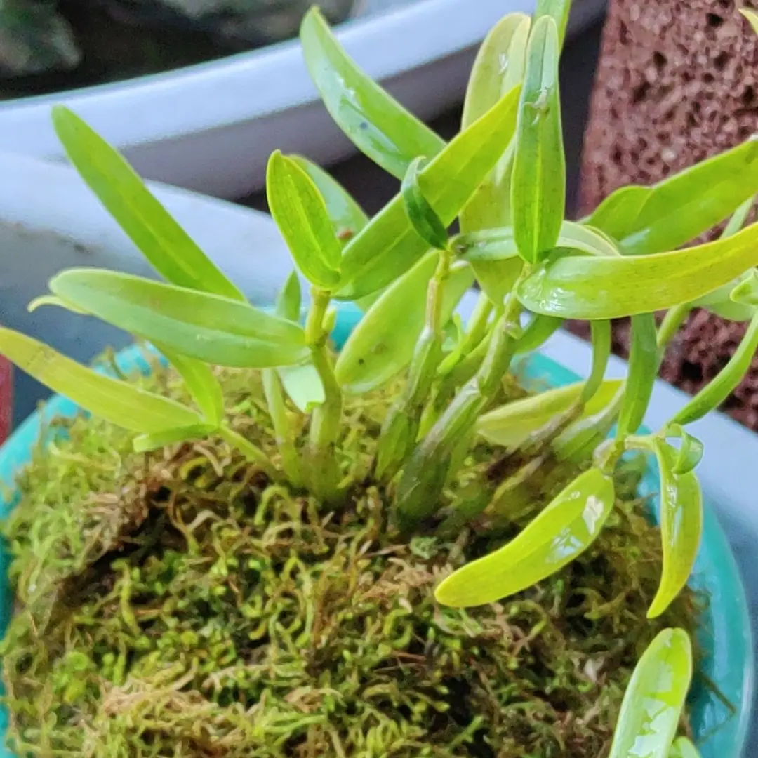 可开花可食用的石斛苗盆景室内外种植绿植花卉