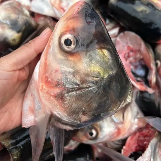 新鲜活杀白鲢鱼头去鳃适合剁椒烹饪可用于多种做法速冻发货