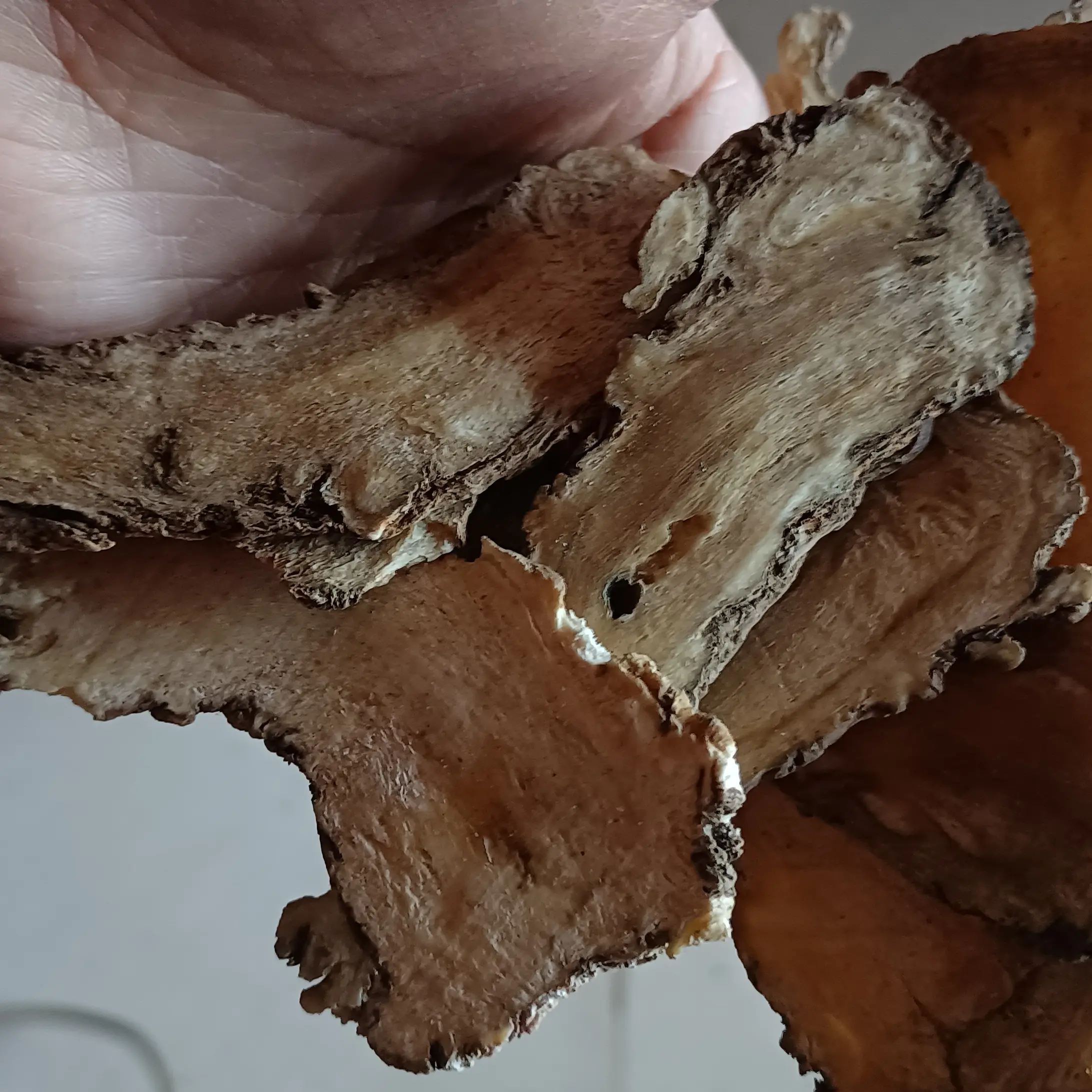 自然晾晒无硫当归头片可用于煲汤泡水滋补养生