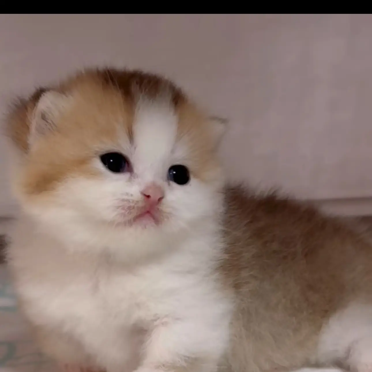 猫咪快乐星球之迈琪斯宠物