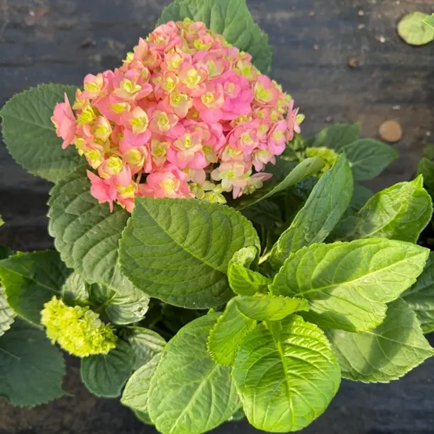 重瓣长寿花盆栽带花苞耐热耐寒室内外装饰观花植物