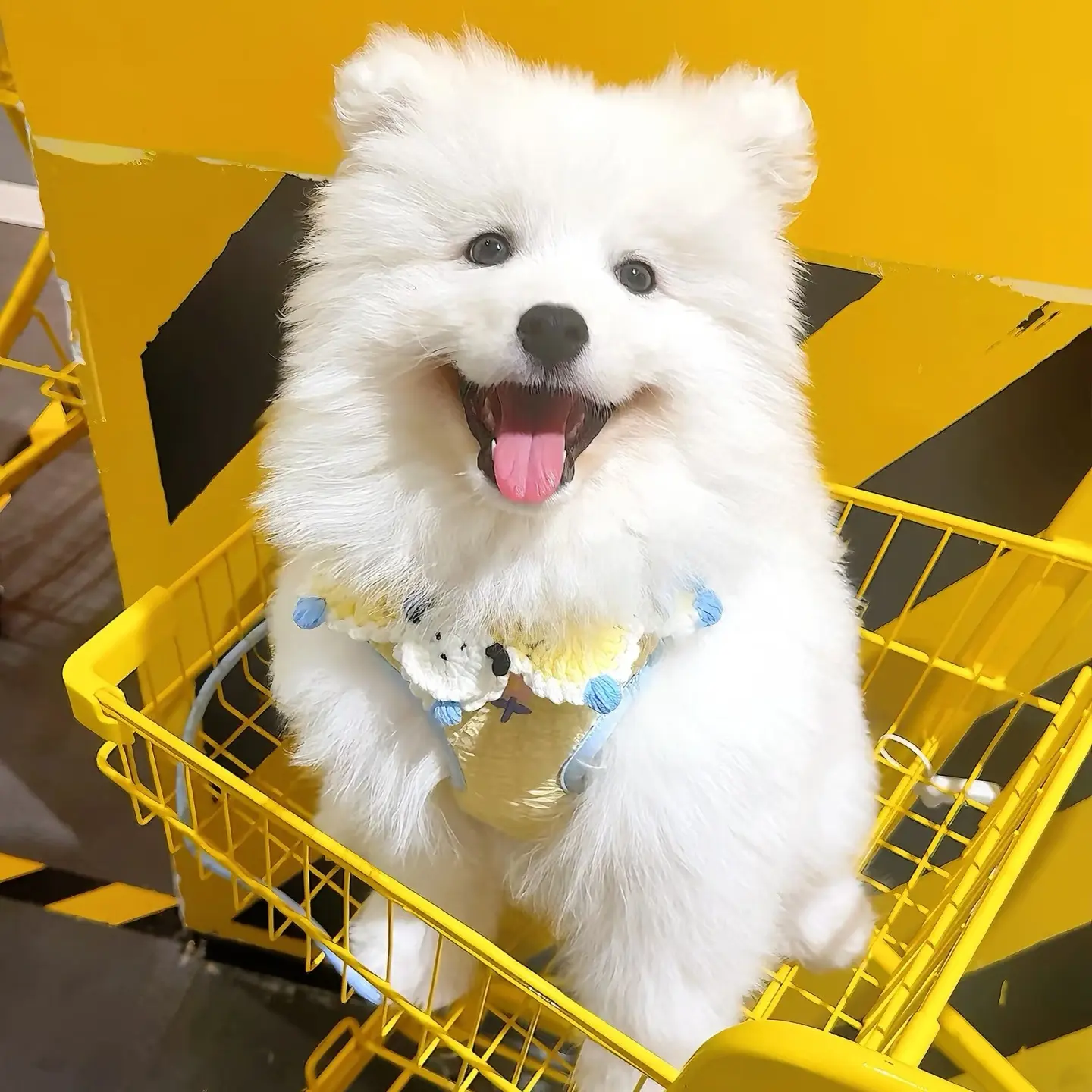 萨摩耶边牧柴犬等多种宠物狗挑选