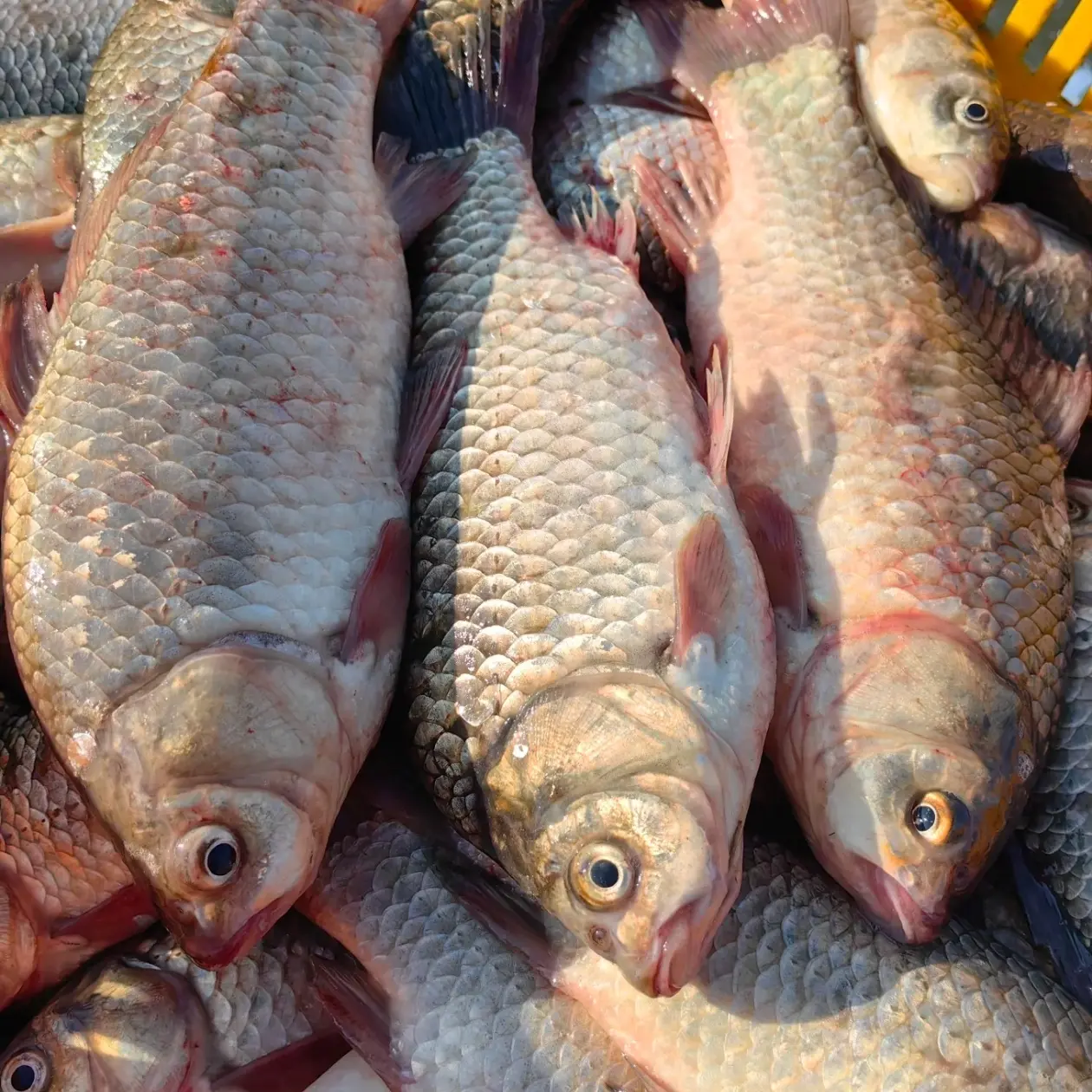 东北冷水野生鲫鱼