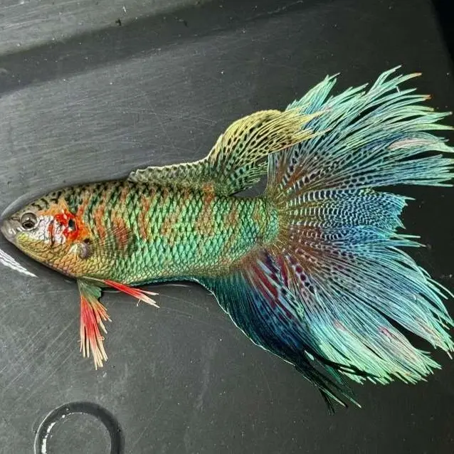 中国斗鱼活体冷水观赏鱼一鱼一拍对应付款价格观赏水宠鱼观赏鱼