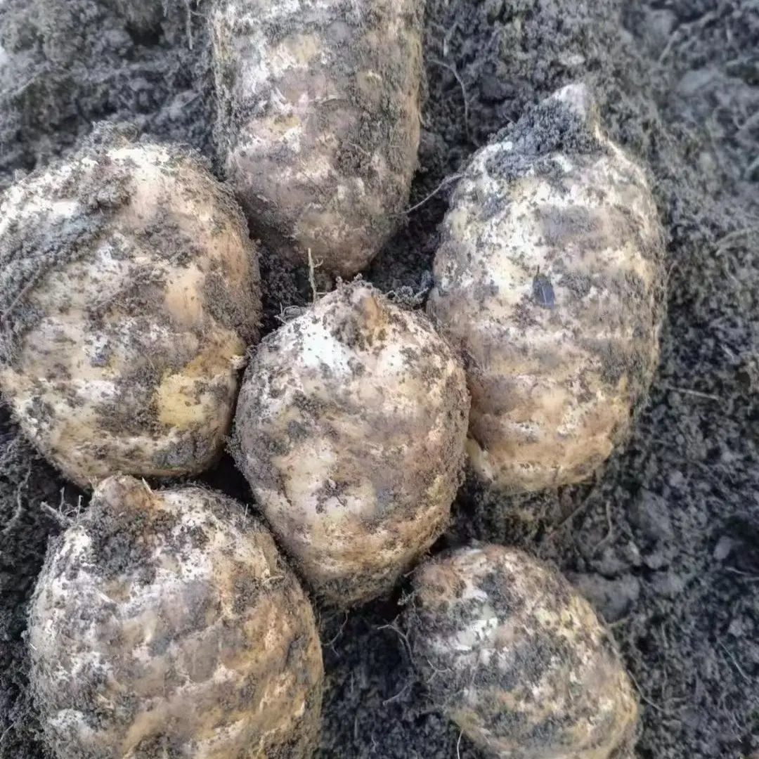 新鲜现挖正宗云南昭通小草坝天麻产地直发炖鸡煲汤鲜味美