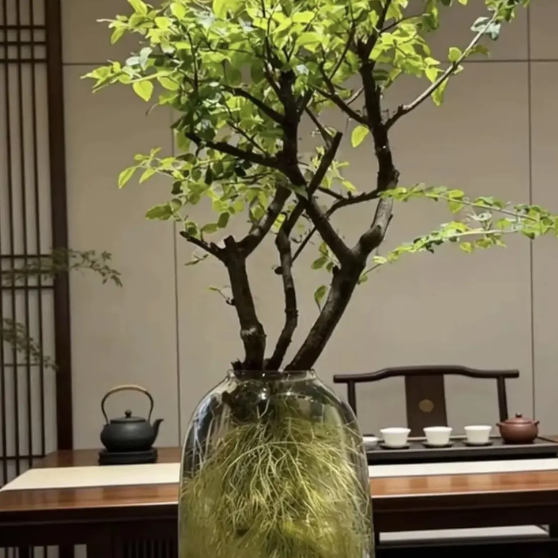 小叶女贞鲜切枝高端水培发根植物室内好养易活茶室客厅
