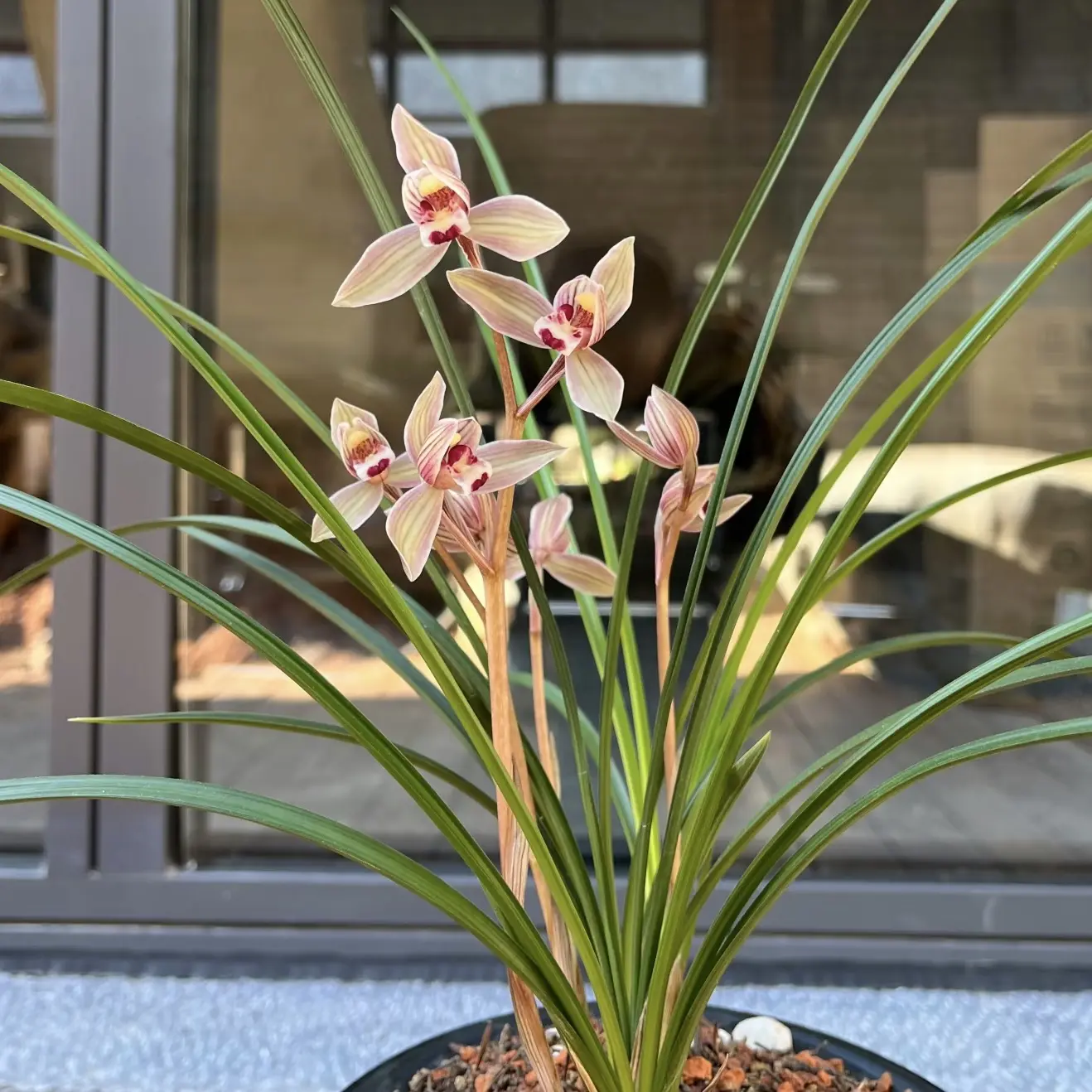 春兰秋芝送春惠兰莲瓣兰盆景草花卉绿植盆栽