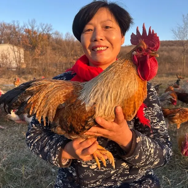 农家散养土鸡笨鸡老母鸡新鲜现杀生鸡肉顺丰冷链整鸡发货