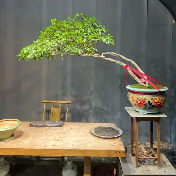 福建海岛栀子花 精品老桩游龙茶台大飘枝 室内外造景绿植