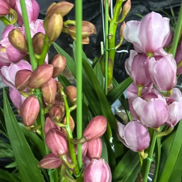 （六朝金粉）大花蕙兰年宵花