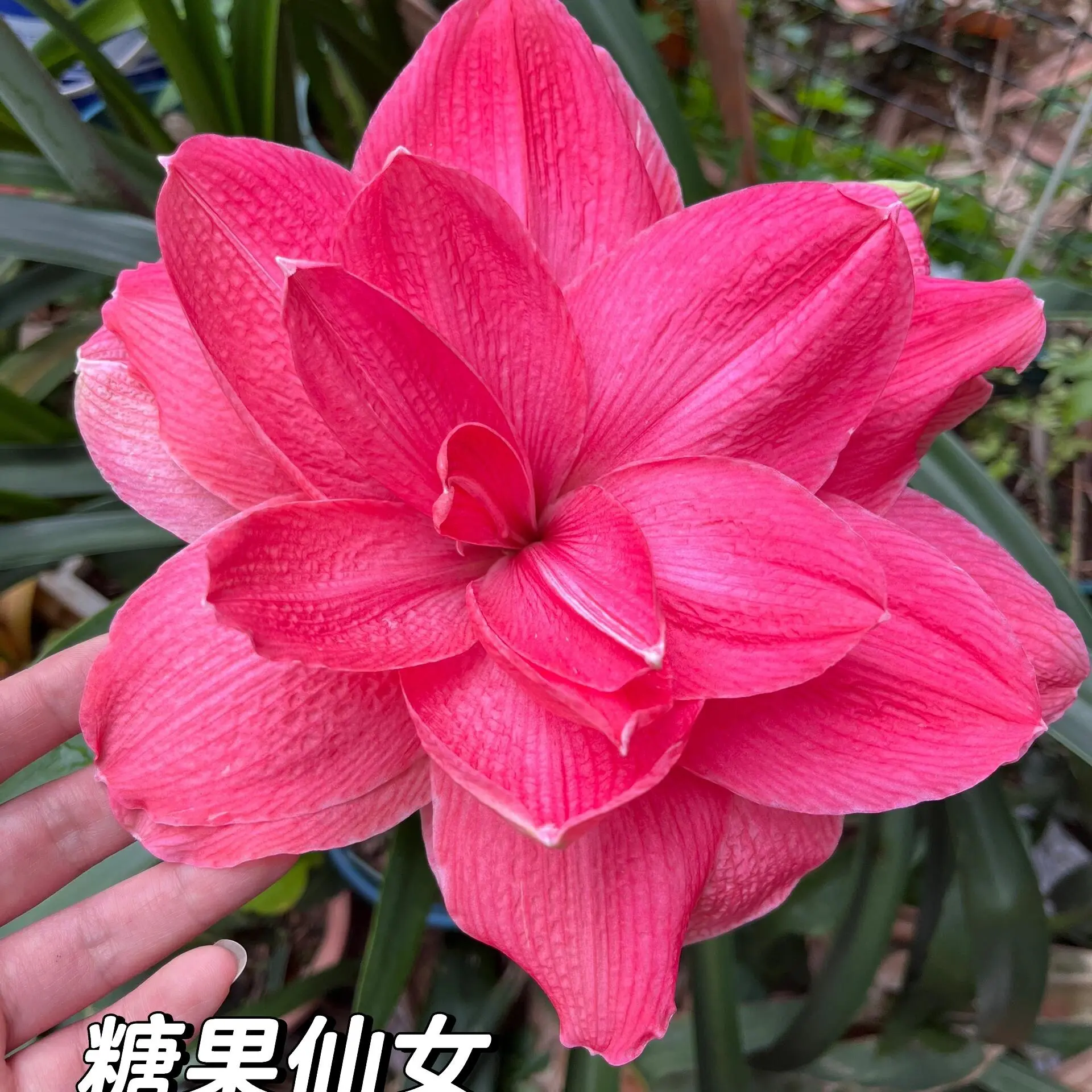 ★【糖果仙女】重瓣朱顶红种球四季开花室内外盆栽好养活花卉