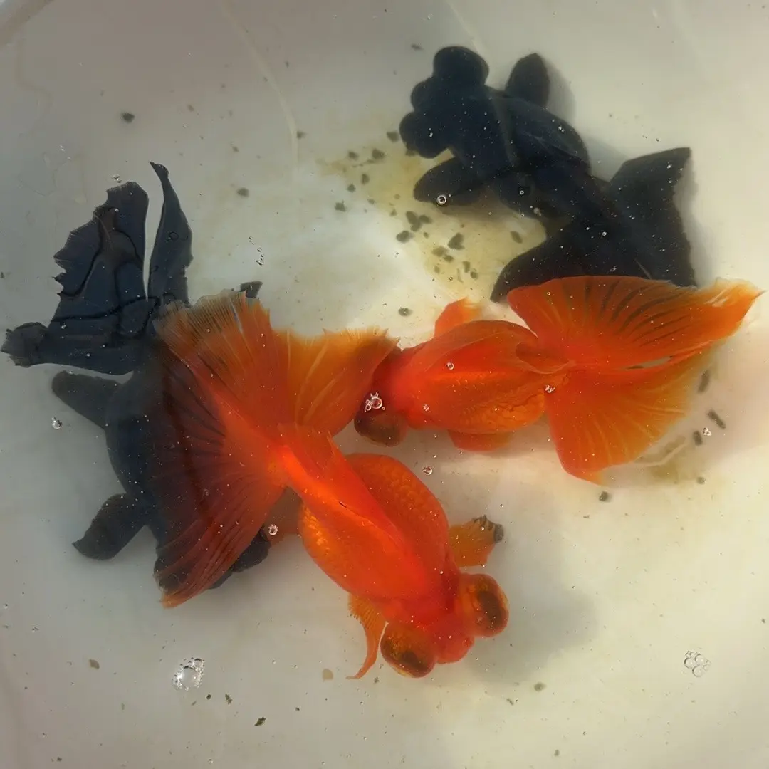 冷水观赏鱼加热包