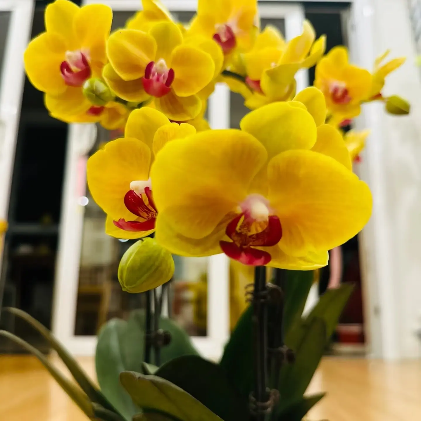 金币蝴蝶兰复古金黄色系室内花卉绿植