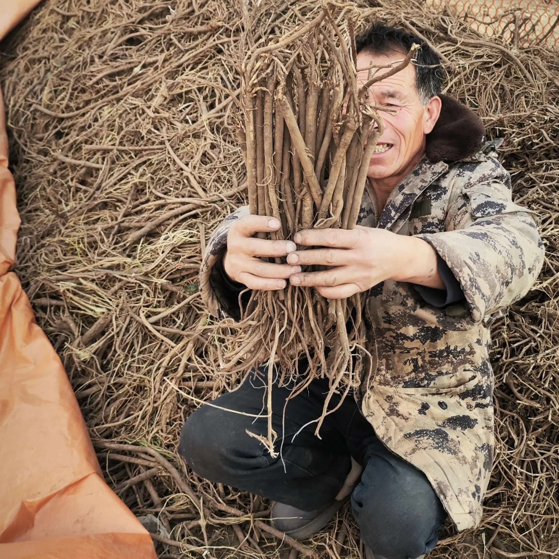 【甘肃岷县新鲜黄芪统货】整条无硫熏豆香浓产地直发煲汤泡水炖肉