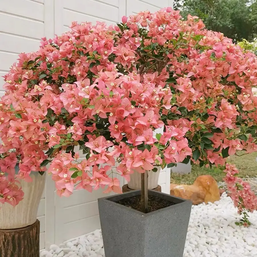 三角梅绿植盆栽花卉耐寒耐热阳台庭院四季开花勤花