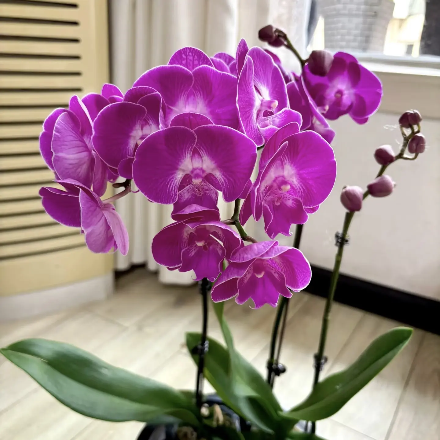 蝴蝶兰梦莹多花剑花色鲜花盆栽