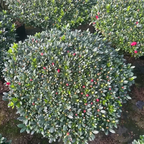 85冠精品带花苞杜鹃花盆栽室内外四季开花杜鹃好养易活