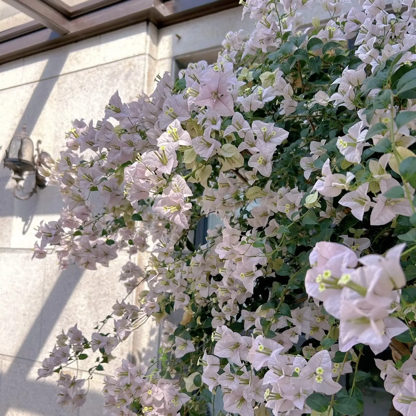 三角梅（苹果花）勤花品种四季开花好养阳台庭院绿植盆栽