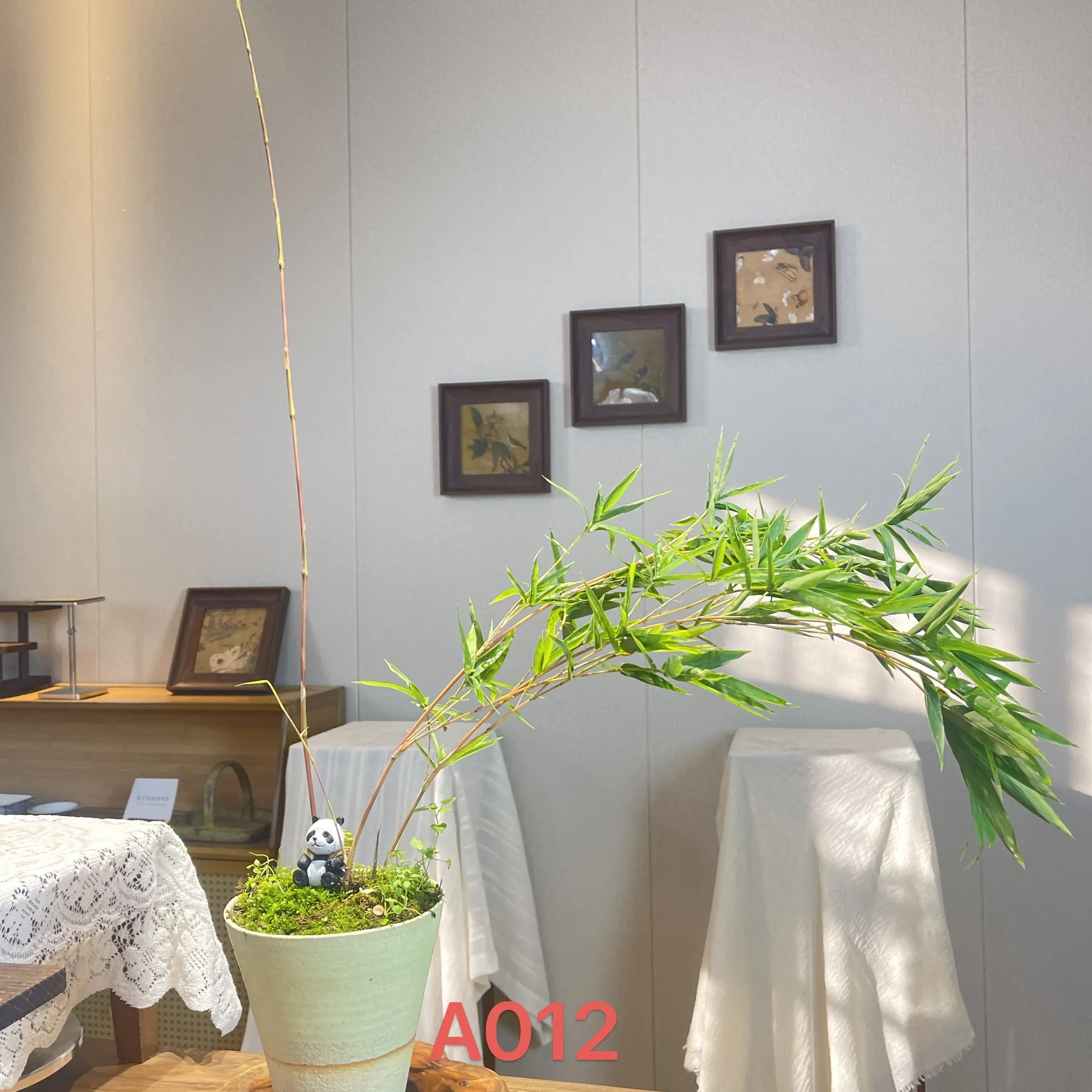 红观音竹绿植客厅盆栽室内外桌面水培盆栽四季常青净化空气绿植