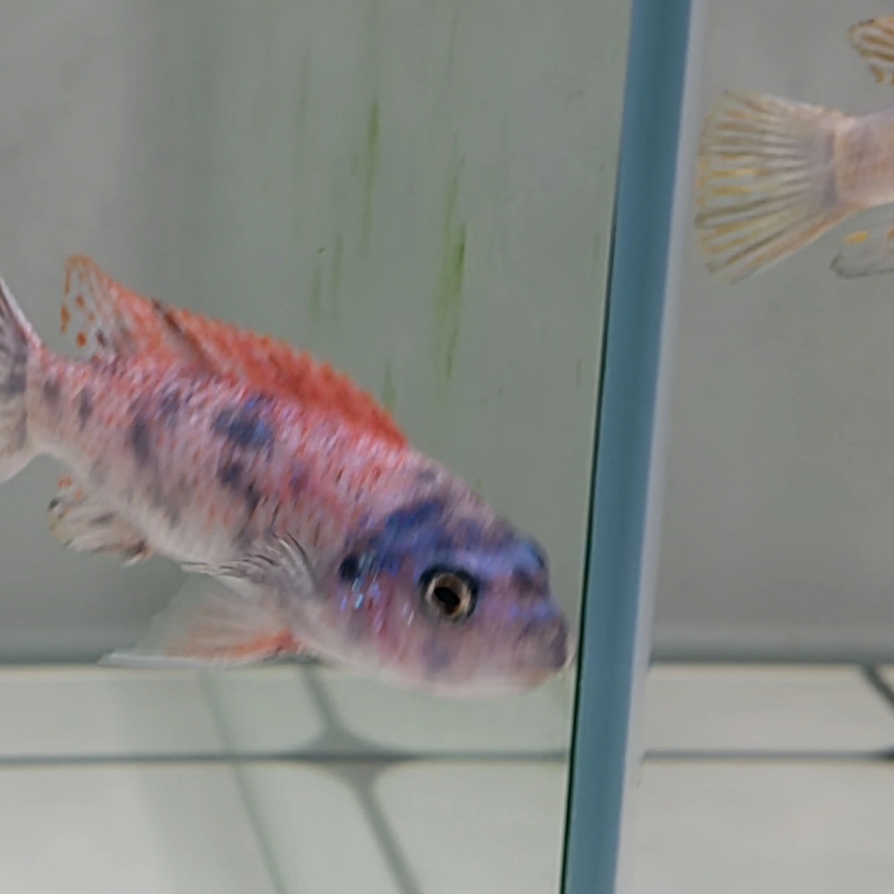 七彩荧光天使鱼小型热带淡水观赏鱼好养耐活