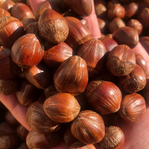 东北特产原味（熟）达维大果榛子不开口3斤-5斤可试吃送夹子