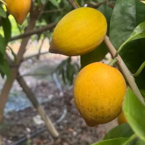 云南当季新鲜鸡蛋果热带特色水果