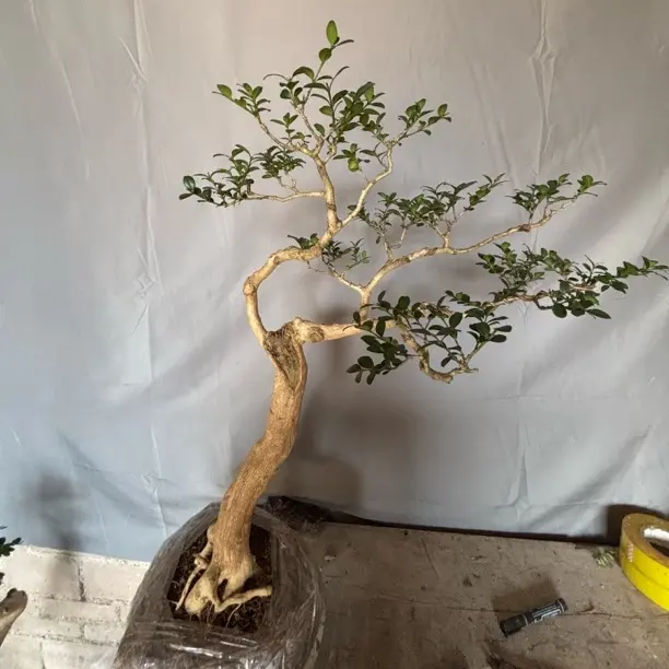 湖北恩施白皮瓜子黄杨观赏盆景