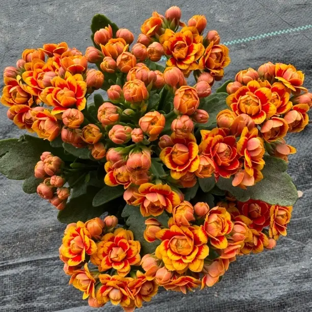 金丝雀 洒金品种 花大花期长