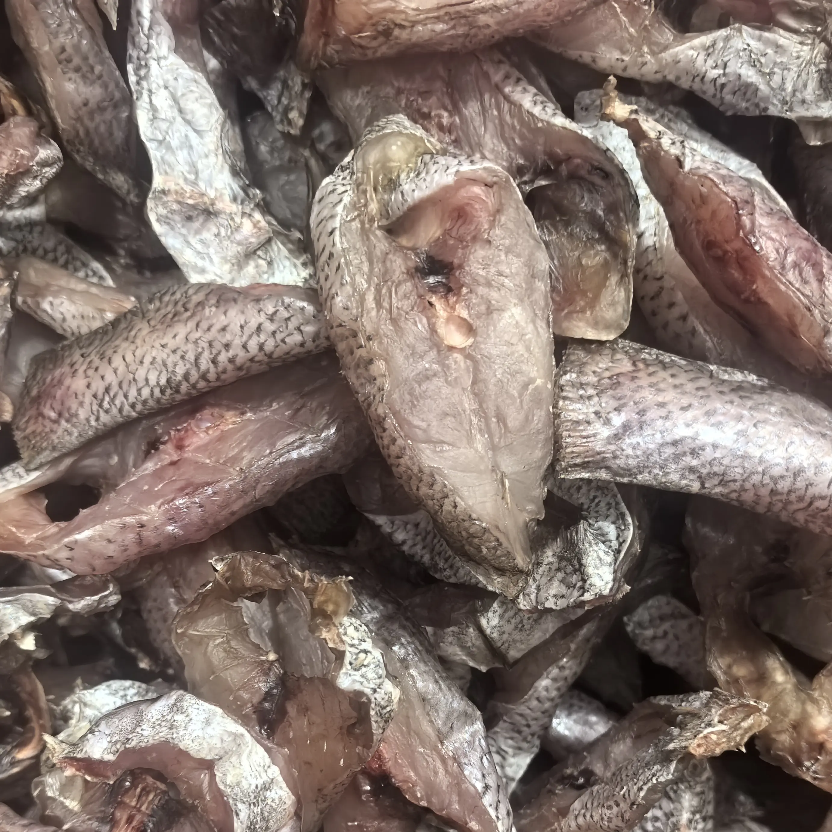 温州渔民自家淡晒自然风吹干的鳘鱼节去头速冻发货，全国顺丰速运