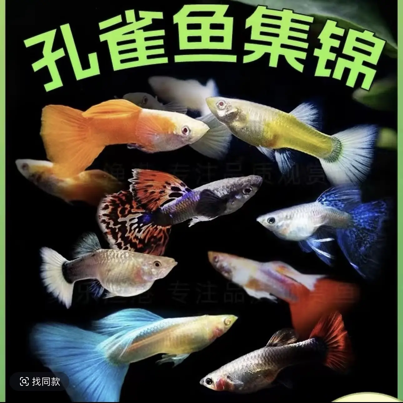 （精选孔雀鱼大全）孔雀鱼凤尾鱼小型热带观赏鱼好养耐活淡水活体