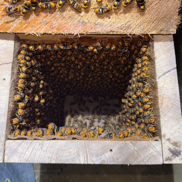 冬后黄脚花背蜂王 快递过程包活