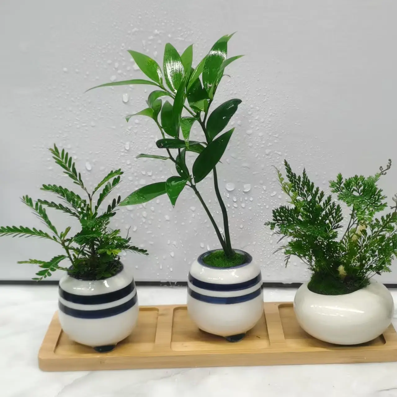 竹柏四叶草盆栽室内外四季好养鲜活绿植