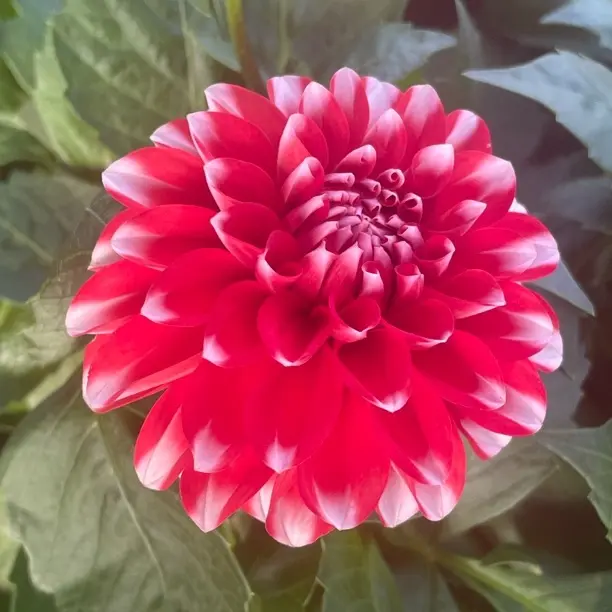 《映月大丽花盆栽》带花苞四季开花好养的花卉绿植