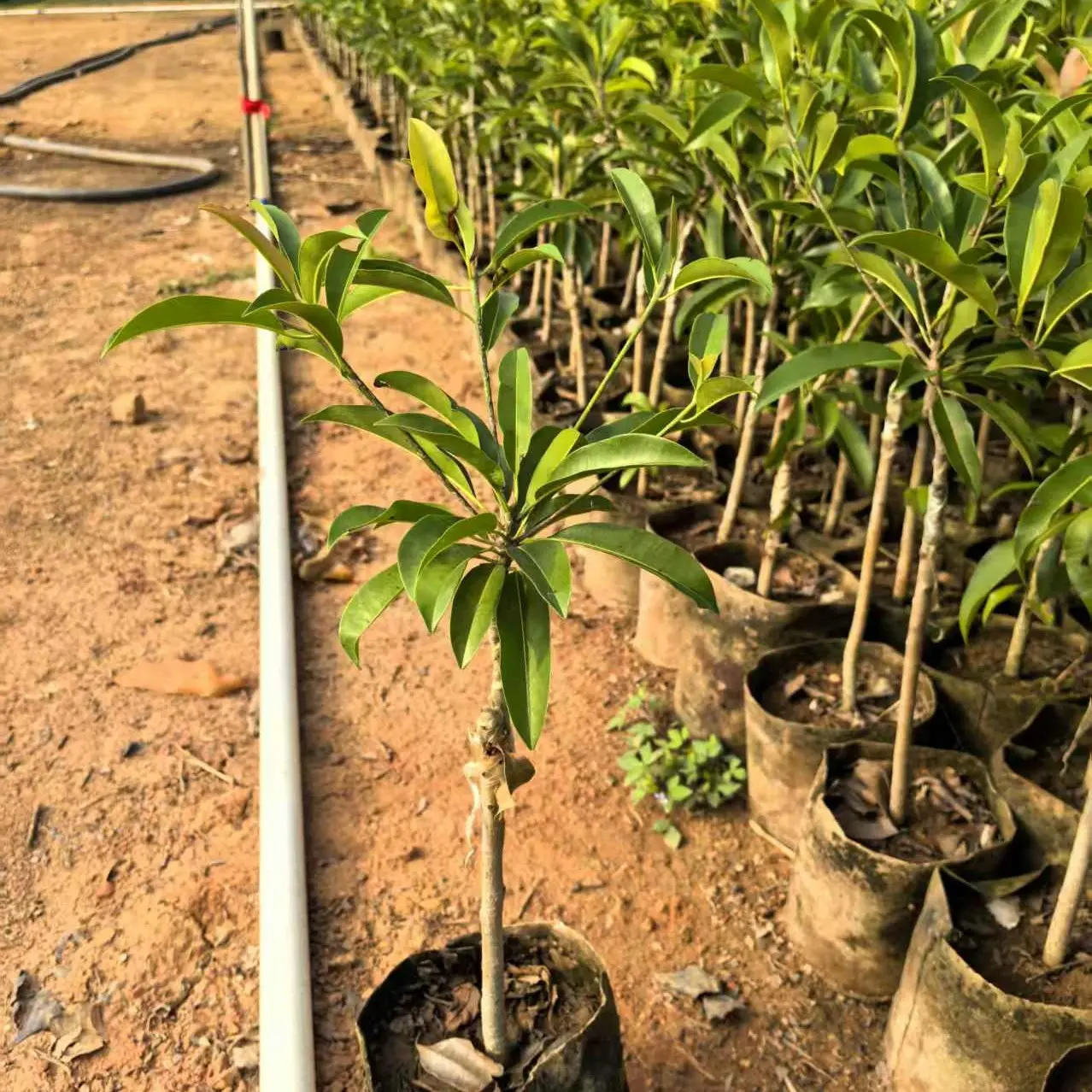 精选墨西哥人心果嫁接盆栽绿植原盆原土发货