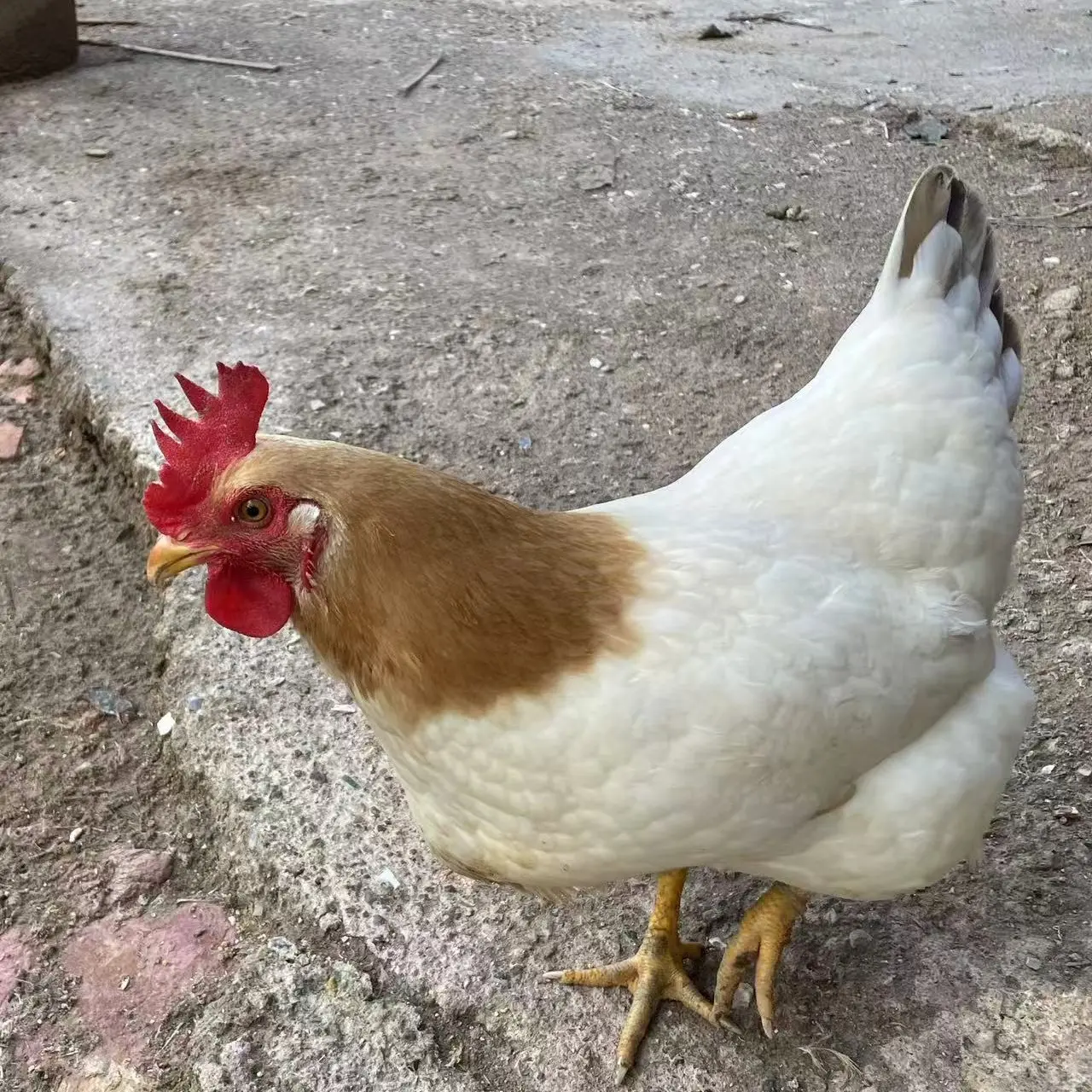 2只装古典母鸡 杏花鸡公鸡放山散养 肉质紧实鲜甜