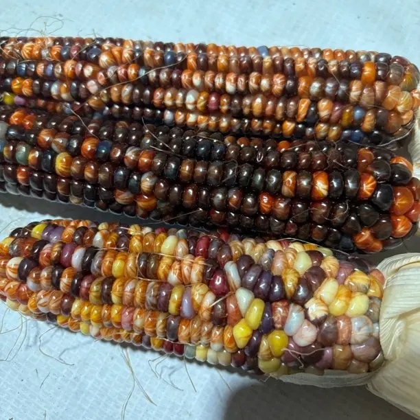非金属木质手链 文玩七彩玉米宝石玉米血丝玉米直播间