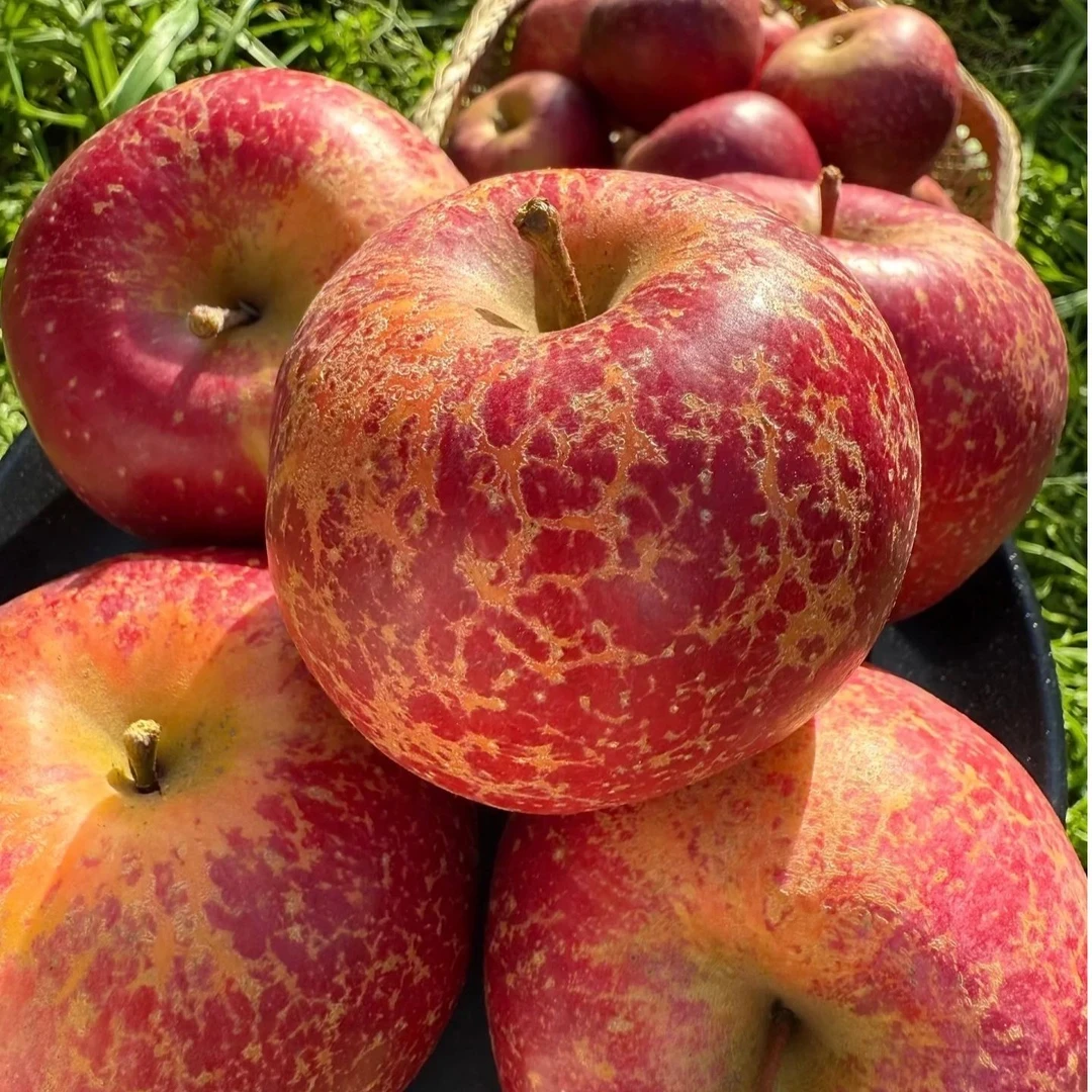 【当季鲜果】王书记四川当季新鲜水果新鲜凉山丑苹果现摘现发5-9斤