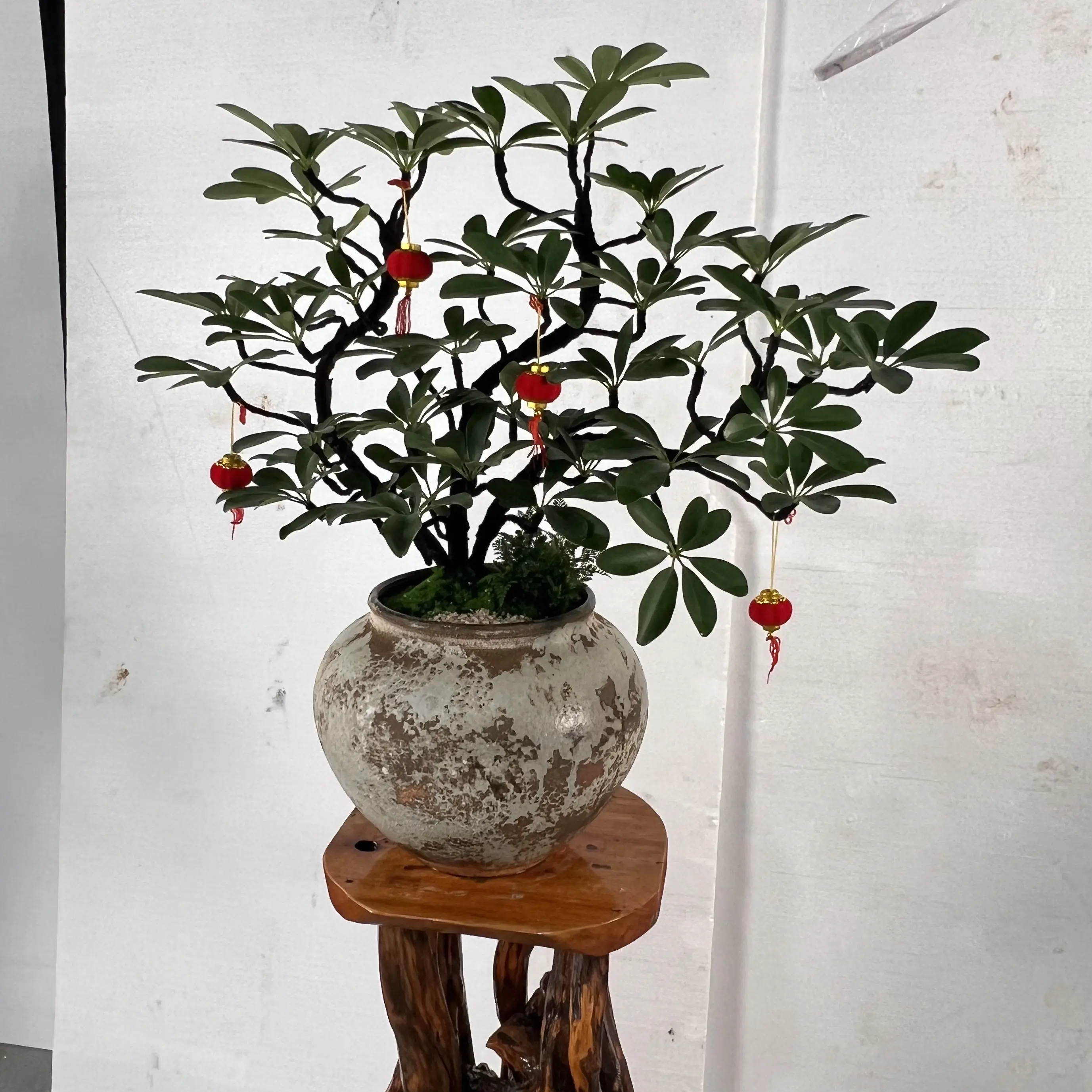 八方来财名称，鸭脚木，盆栽植物室内花卉四季常青好养