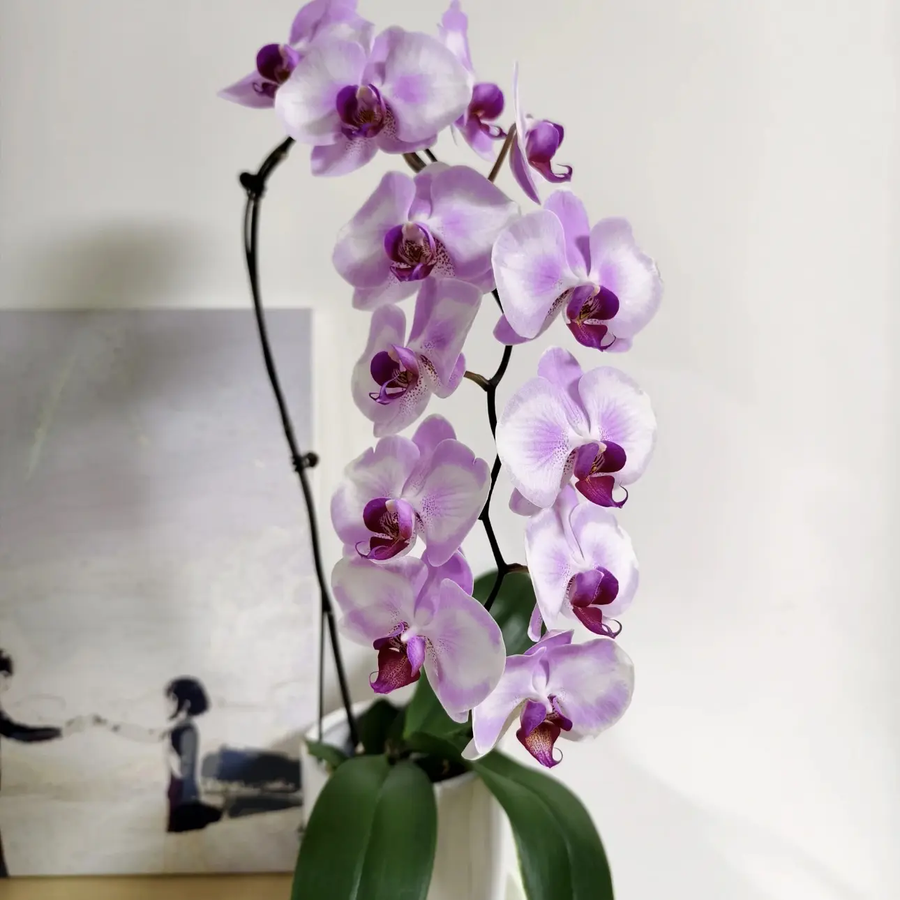 精品大花【淑女】蝴蝶兰室内盆栽带花带花苞发货