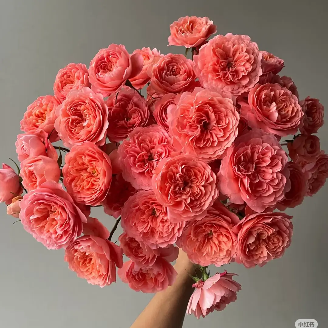 (20把起发)杏色果汁10支(批发商花店工作室婚庆拿货)