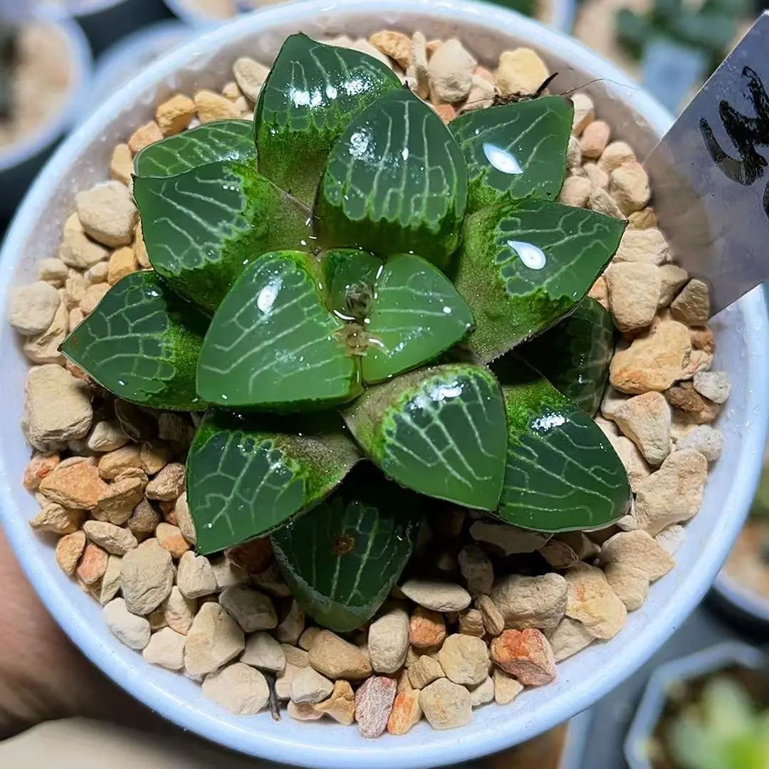 红酒克十二卷新手好养室内多肉植物带盆带土绿植盆栽