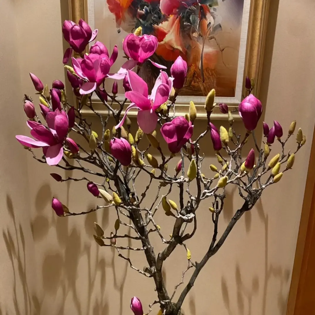 带花苞直发水培紫玉兰花鲜切枝室内外浓香耐寒花卉