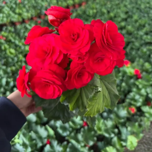 玫瑰红重瓣丽格海棠盆栽带花苞四季开花室内观赏花卉