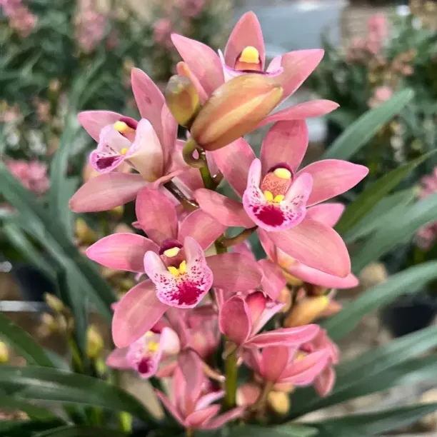 一帘幽梦 粉色系兰花 年宵花带花剑花苞 浓香型好养活室内盆栽