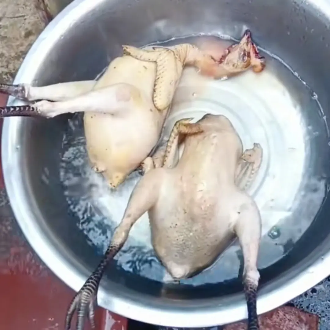 农村散养一年半老公鸡现杀现发肉质紧实顺丰包邮