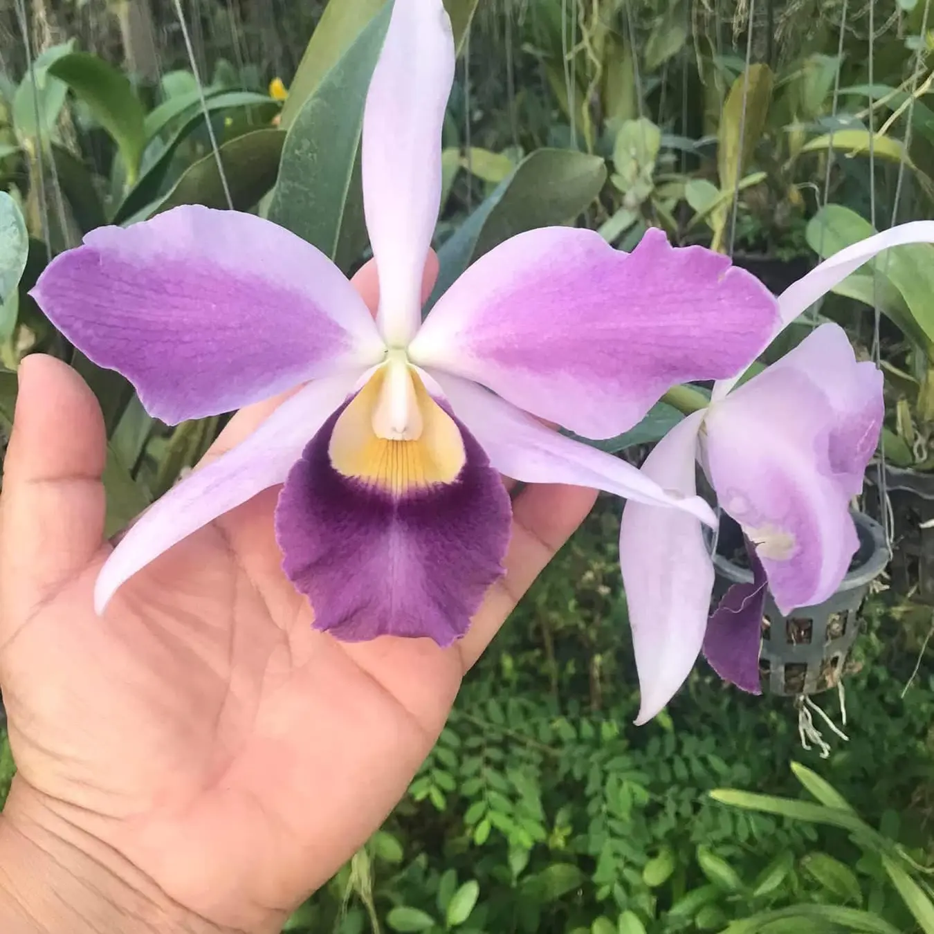 泰国进口卡特兰C.Mishima Elf Blue